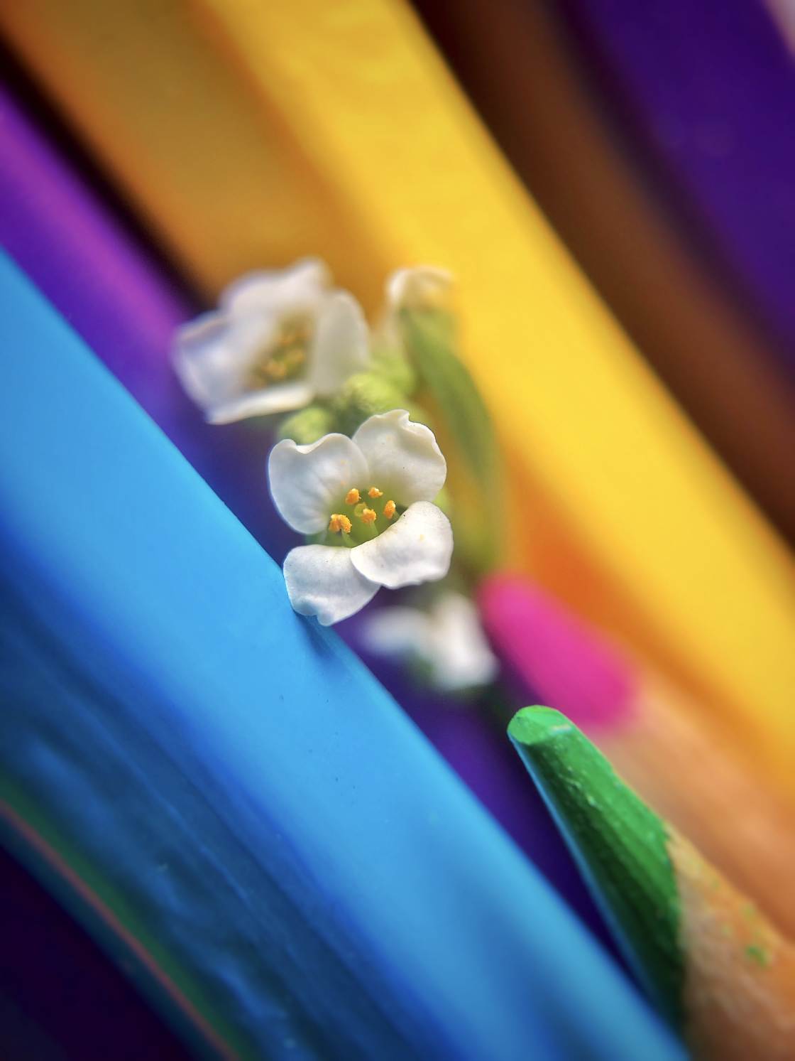 flower macro photography no script